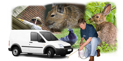 Twickenham local van